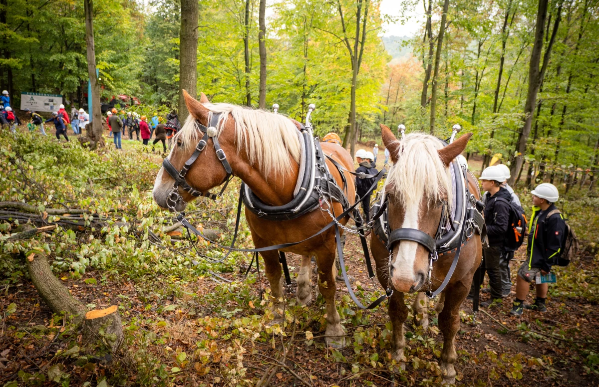 Grünes Spektakel: Hier wird der Wald zum Erlebnispark